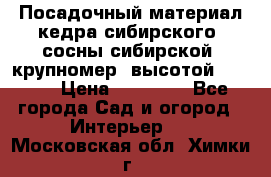 Посадочный материал кедра сибирского (сосны сибирской) крупномер, высотой 3-3.5  › Цена ­ 19 800 - Все города Сад и огород » Интерьер   . Московская обл.,Химки г.